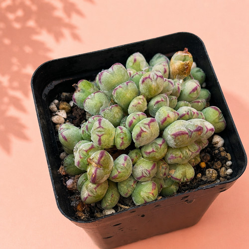 Rare conophytum succulent - rare, live