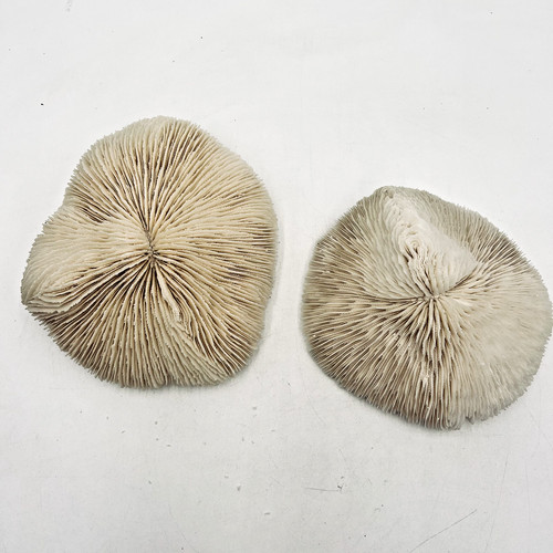 Mushroom razor coral - 2,