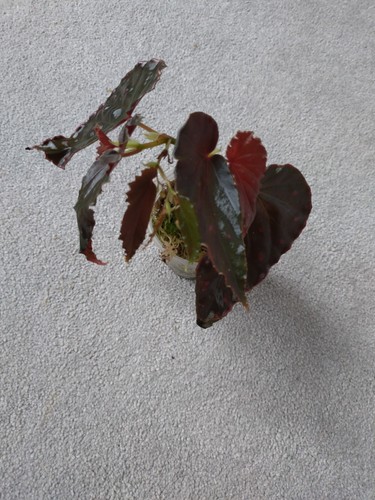 Begonia darthvaderiana - begonia,