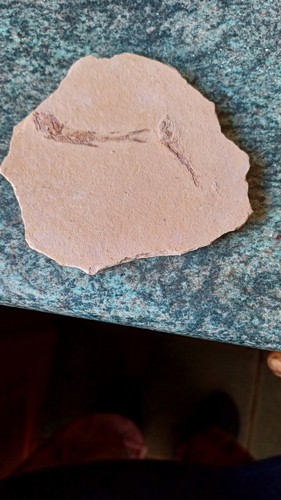 Fossil fish specimen from - specimen,