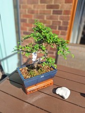 #565 Large S shape Chinese elm