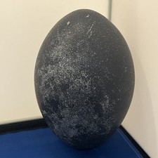 Emu Egg 13cm tall ideal for