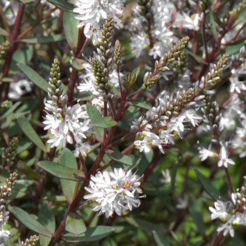 Hebe champagne shrubby - champagne,