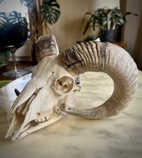 Ram’s Skull with Horns