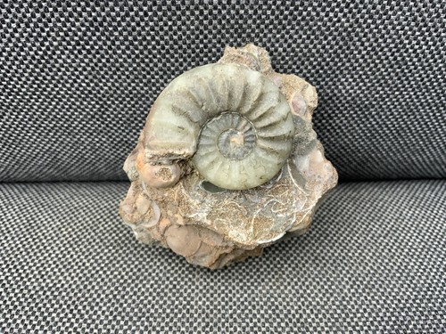 Rare scunthorpe fossil shell - fossil,