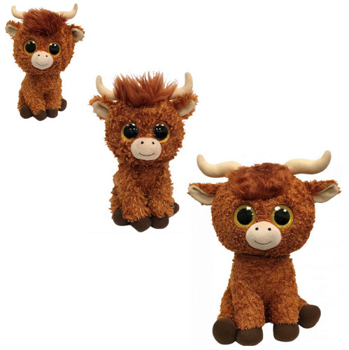 Angus scottish highland cow - ty,