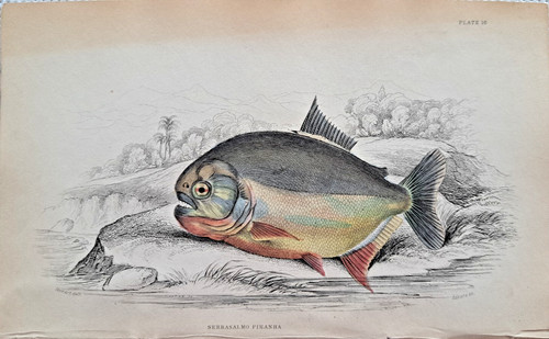 Serassalmo piranha hand - serassalmo,