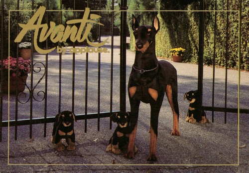 Dog puppies doberman - &,