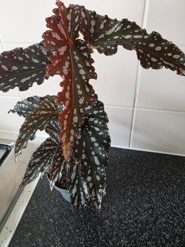 Begonia silver spots - silver, plant