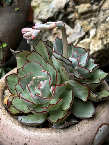 Echeveria strictiflora - echeveria,