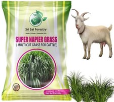 Super Napier Grass Seeds for