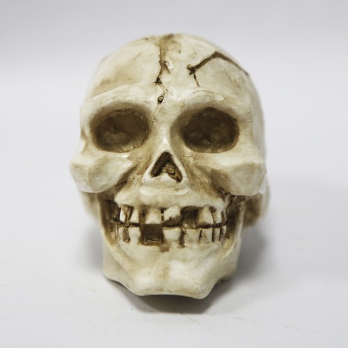 Betta fractured skull ornament - betta,