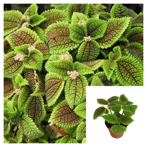 Pilea moon vallley pot - pilea,