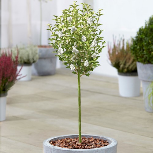 Syringa white tree potted - white, |