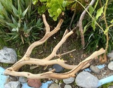 Large Driftwood Manzanita