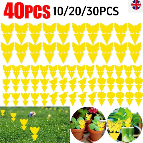 40pcs fruit fly traps - 40pcs,