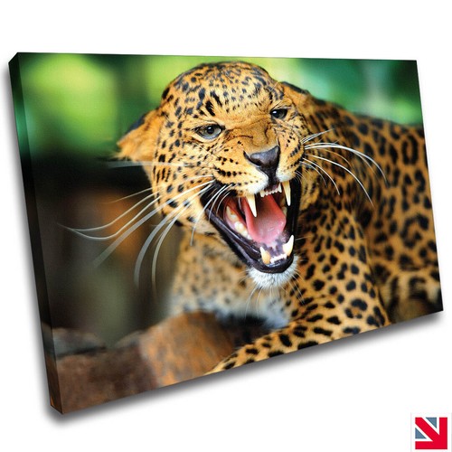 Leopard animal big - leopard,