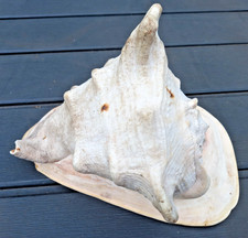 Large Conch Shell In Excellent Condition