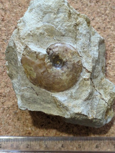 Fossil ammonite jurassic - jurassic,, uk