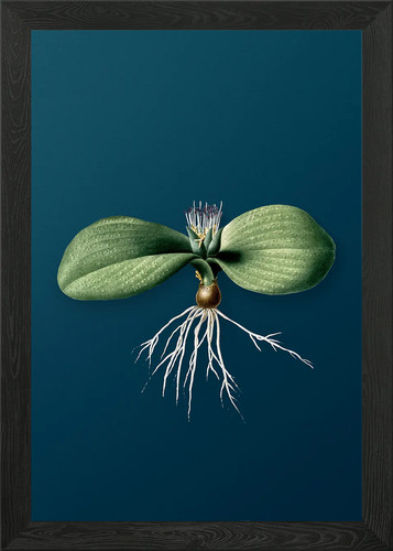 Massonia pustulata framed wall - pustulata,