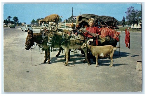 1960 artist traveler donkey - &,