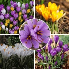 New crocus mixed - mixed, colours