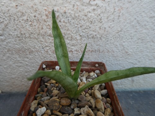 Sansevieria parva fls2711 - parva,