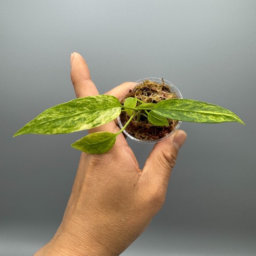 Anthurium vittarifolium - anthurium,