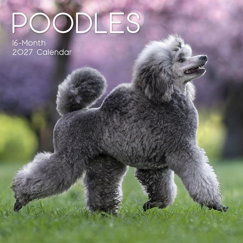 Poodle dog x - ,
