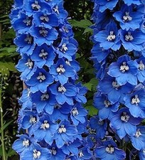 Delphinium 'Guardian Blue™