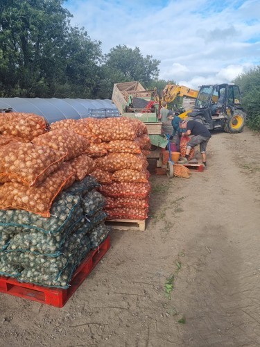 Mixed daffodil bulbs 20kg - bulbs,