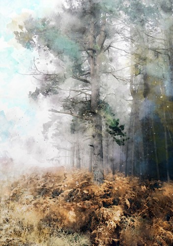 Forest walk landscape - walk,,