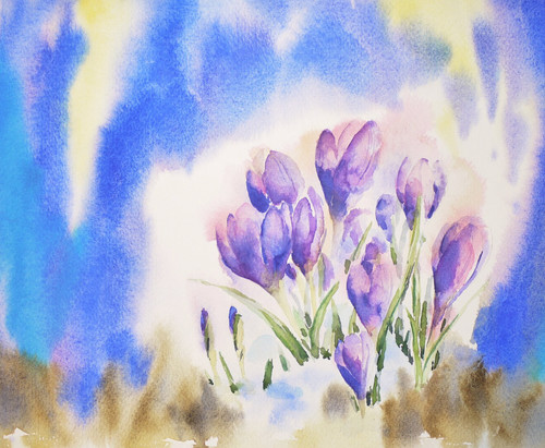 Crocuses watercolour - crocuses,