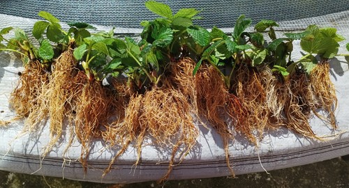 Strawberry plant - ×,