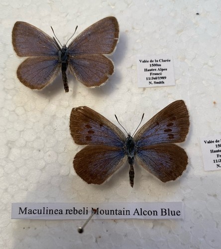 Very rare mountain - rare, alcon