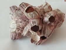 Large purple barnacle - 9",