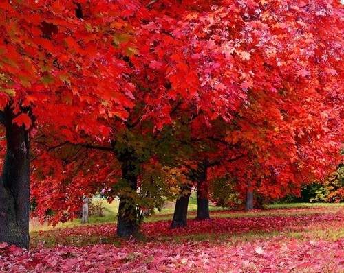 Red maple tree seedlings - red, for