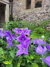 Platycodon grandiflorus Blue