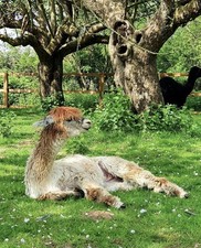 NEW Arya's Fawn Suri Alpaca