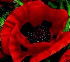 Oriental Poppy Red Hardy HP