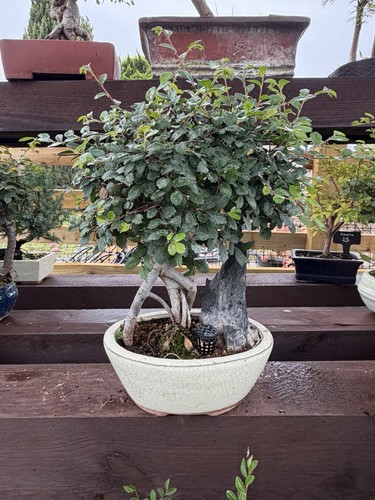 Chinese elm - chinese,
