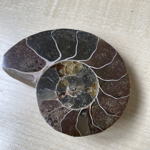 Fossil polished ammonite - -,