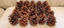 25 Dried Pine Cones for Crafts