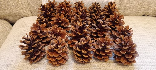 Dried pine cones - dried, for