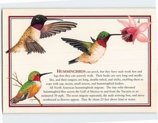Postcard Hummingbirds