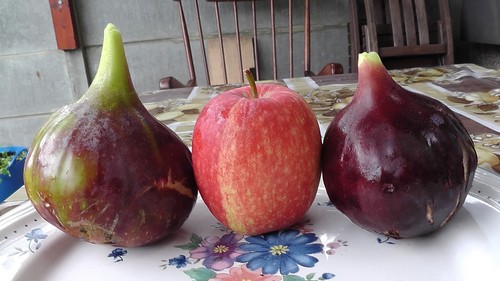 Fig tree from - fig,