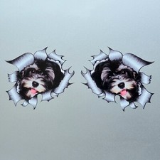 2x Small Cute Havanese Puppy