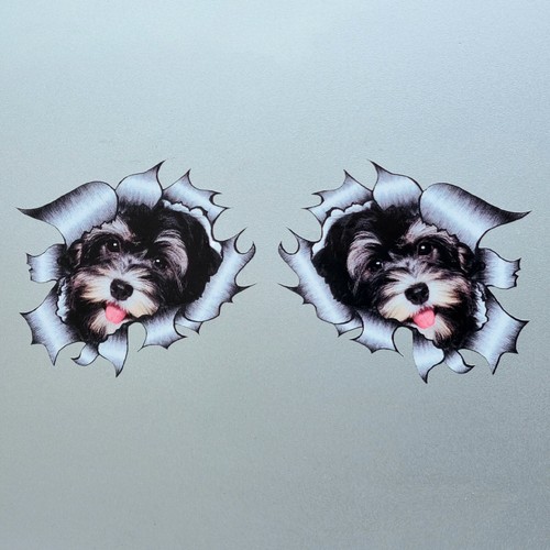 Small cute havanese - 2x,