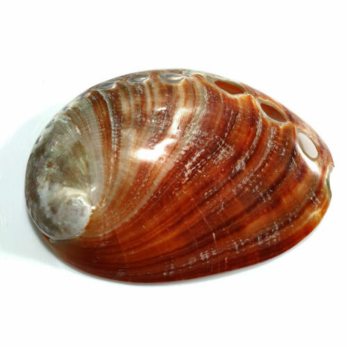 Polished red abalone shell - 1, x