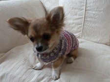 8" Hand Knitted Chihuahua Tiny Puppy Tea Cup Dog Jumper Coat.